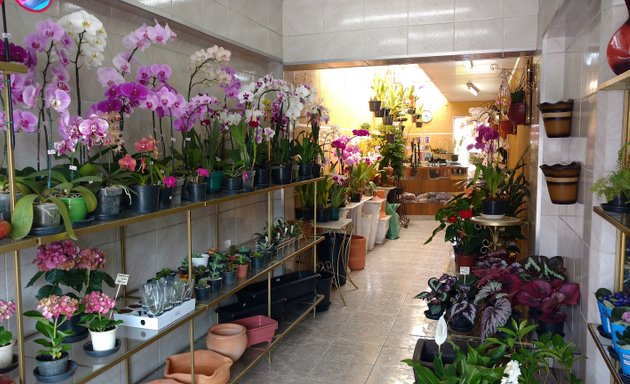 Floriculturas perto de mim em Ponta Grossa - Nicelocal.br.com